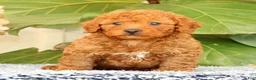 Cavapoo dogs for sale: Alvin - Ad 2