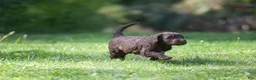 Portuguese Water Dog dogs for sale: Madelyn - Ad 6