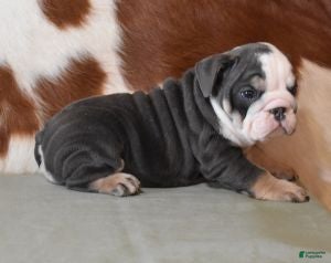 English Bulldog dogs ALENA, BLUE & WHITE (GRAY & WHITE) FEMALE - Ad 30