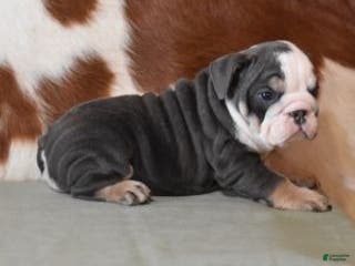 English Bulldog dogs ALENA, BLUE & WHITE (GRAY & WHITE) FEMALE - Ad 12