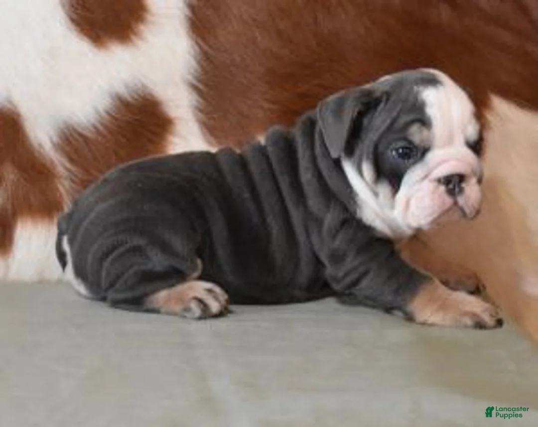 English Bulldog dogs for sale: ALENA, BLUE & WHITE (GRAY & WHITE) FEMALE - Ad 1