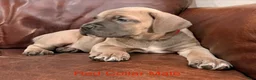 Cane Corso dogs for sale: Cane Corso Puppy Red Collar Male - Ad 3