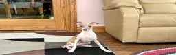 Italian Greyhound dogs for sale: Italian Greyhound Puppy 2 - Ad 5