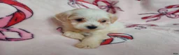 Maltipoo dogs for sale: Osiris---Maltipoo, in home raised, non-shedding - Ad 9