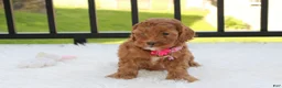 Cockapoo dogs for sale: Penny - Ad 3
