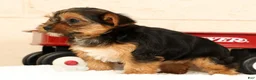 Yorkshire Terrier dogs for sale: Olive - Ad 8