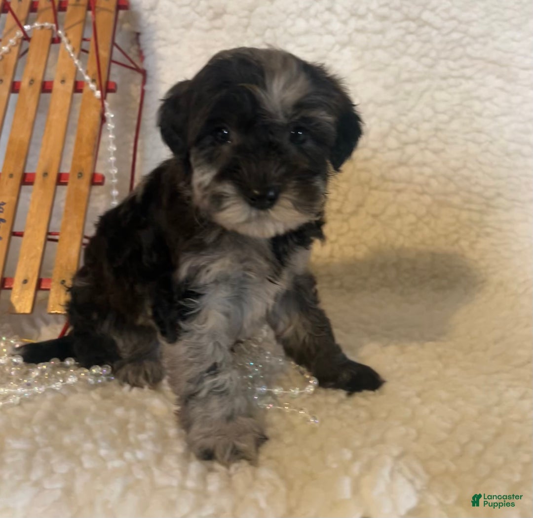 Whoodle dogs for sale: Frisky - Ad 3