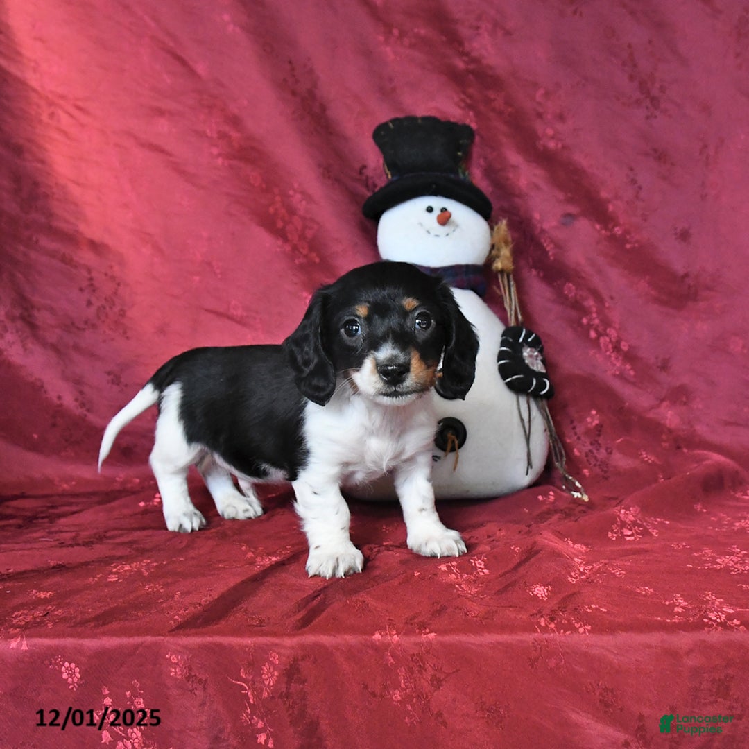 Dachshund dogs for sale: Hunter - Ad 1