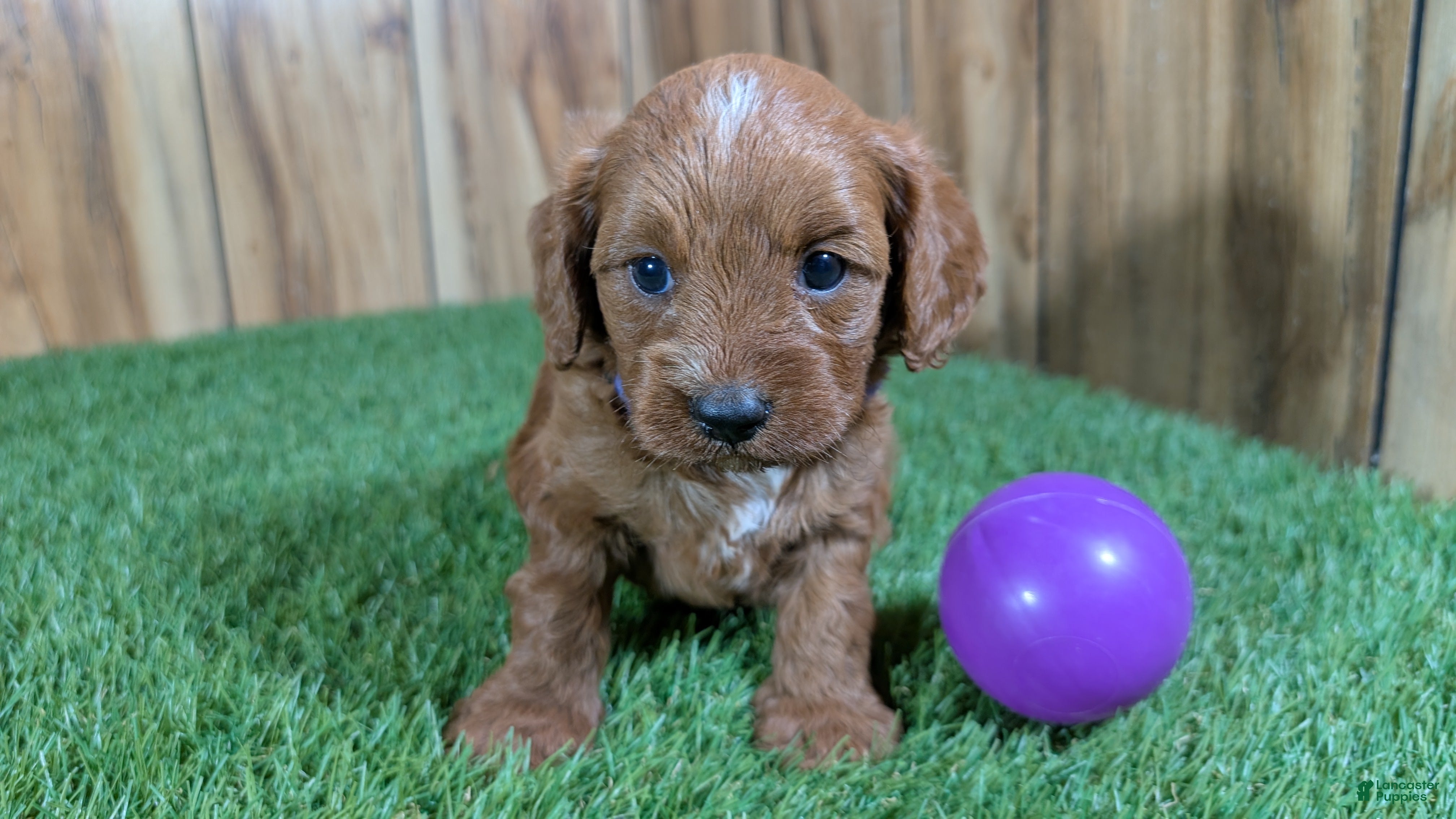 Cavapoo dogs Sadie Girl 1  - Ad 12