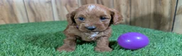 Cavapoo dogs for sale: Sadie Girl 1  - Ad 1
