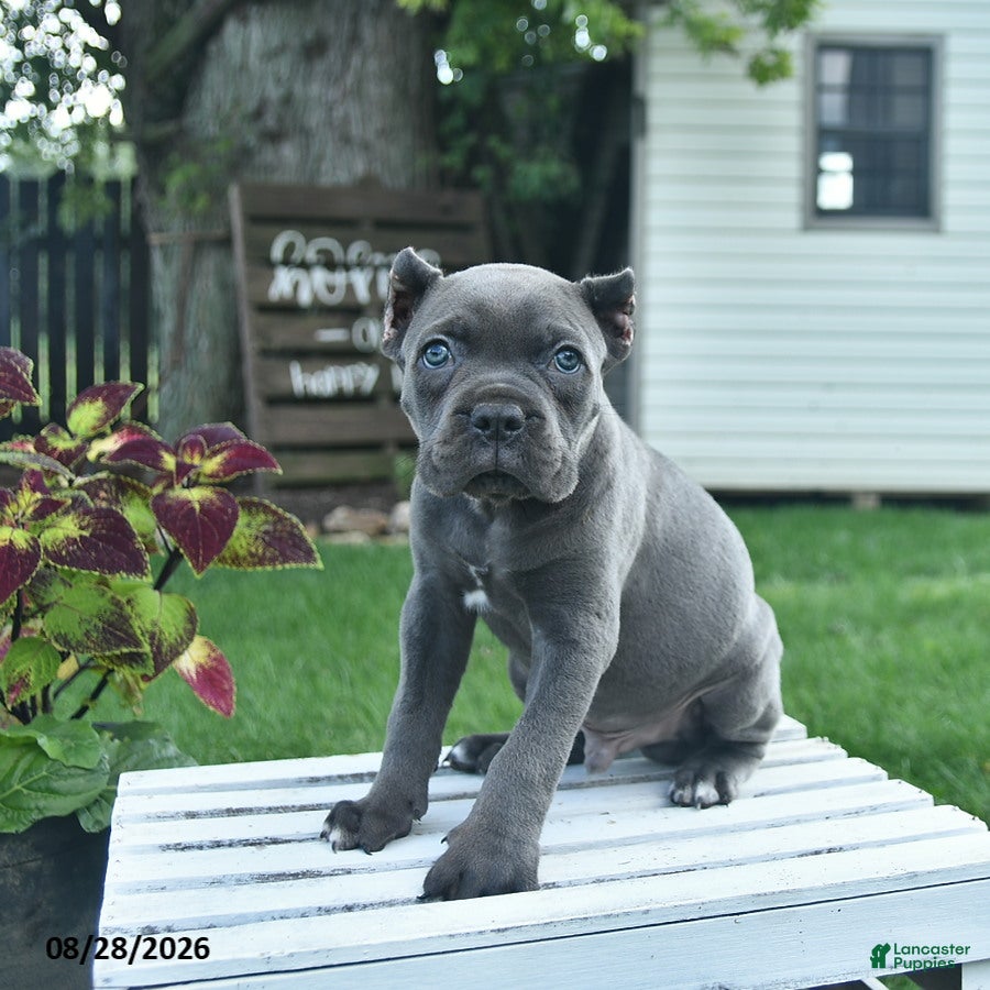Cane Corso dogs Dallas  - Ad 2