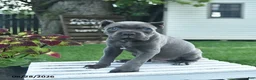 Cane Corso dogs for sale: Dallas  - Ad 2