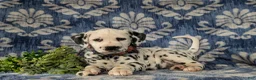 Dalmatian dogs for sale: Joziah - Ad 6