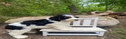 Bernedoodle dogs for sale: Scooby - Ad 11