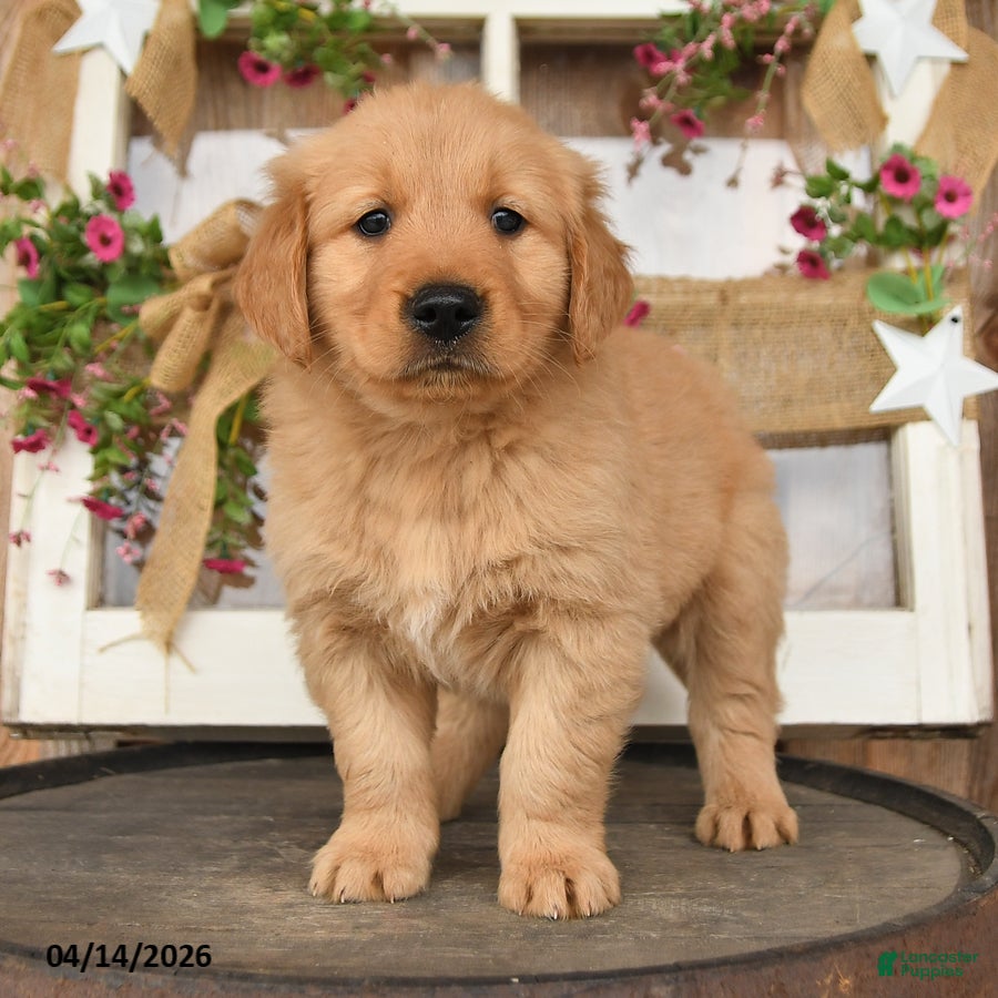 Golden Retriever dogs Logan   - Ad 2