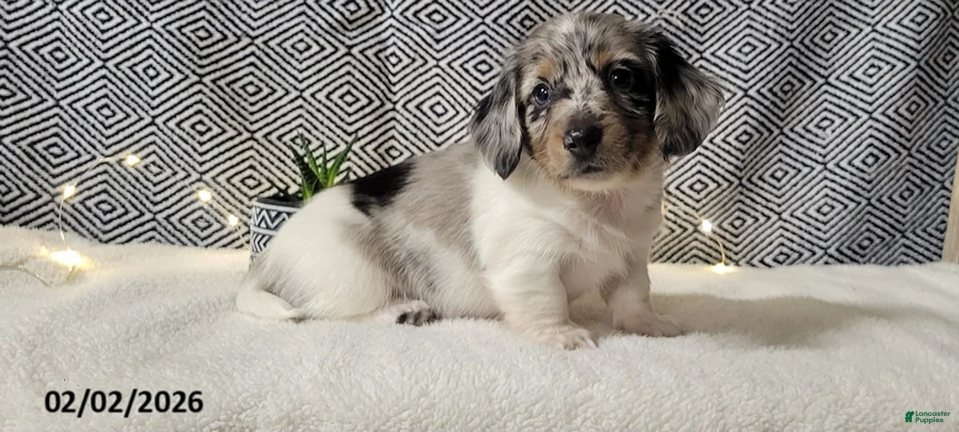 Miniature Dachshund dogs for sale: Justin - Ad 1