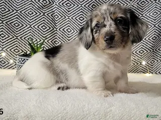 Miniature Dachshund dogs Justin - Ad 2