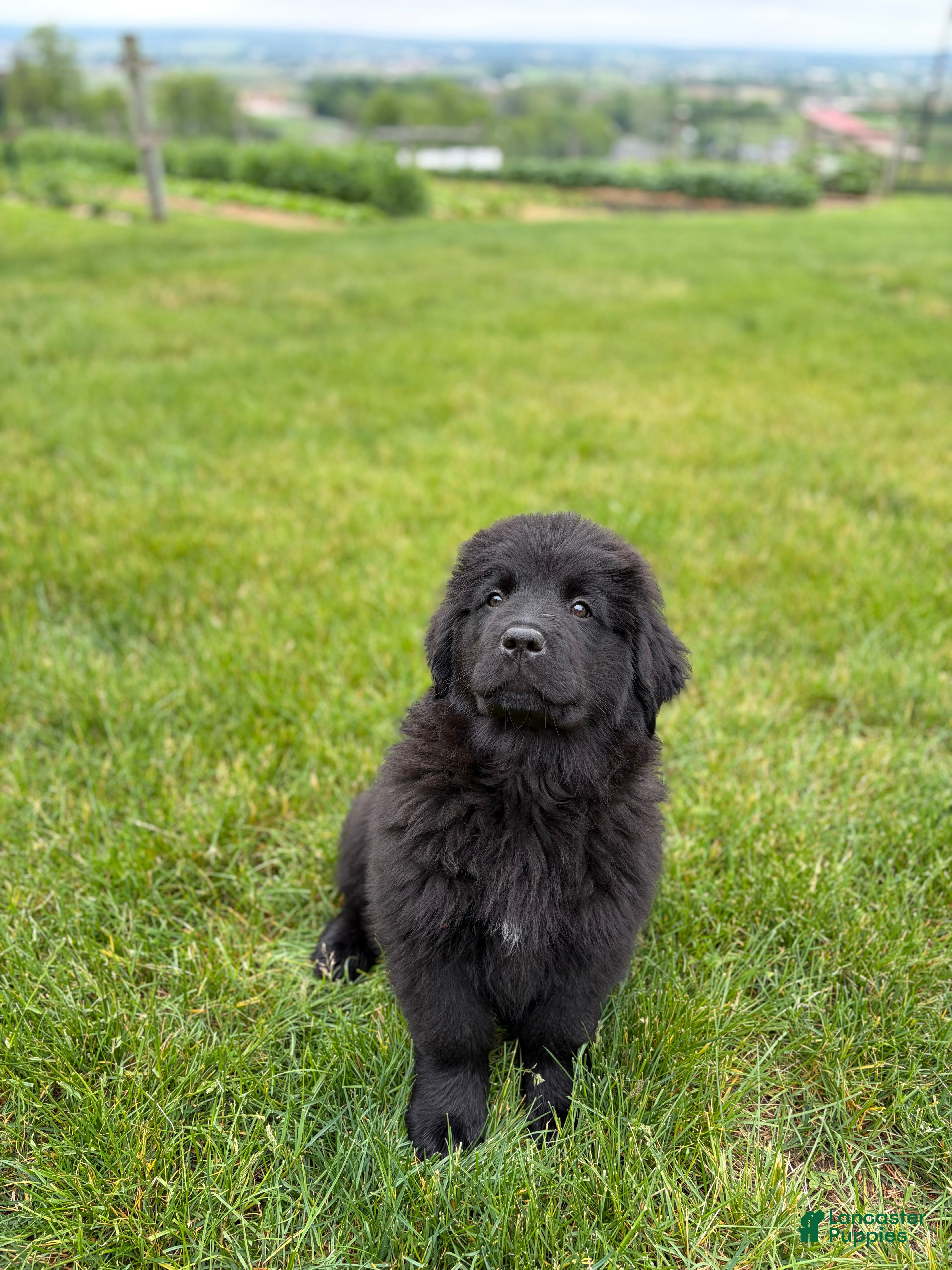 Newfoundland dogs Ember - Ad 2