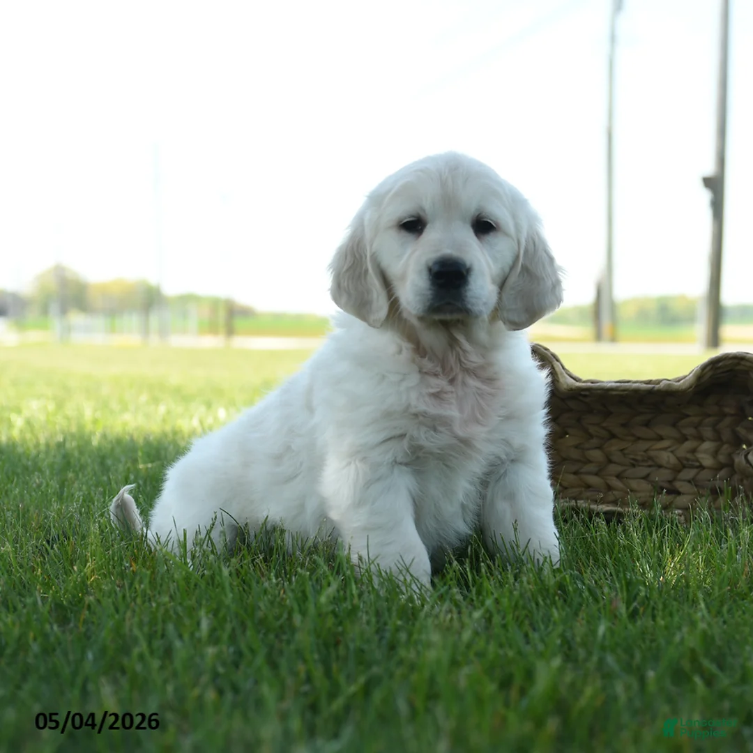 Golden Retriever dogs for sale: Linsey - Ad 2