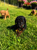 Mini Aussiedoodle dogs for sale: River - Ad 4