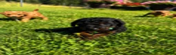 Mini Aussiedoodle dogs for sale: River - Ad 1