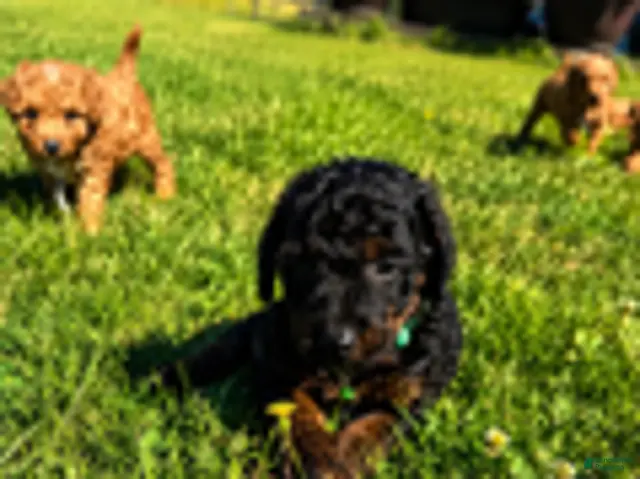 Mini Aussiedoodle dogs for sale: River - Ad 1