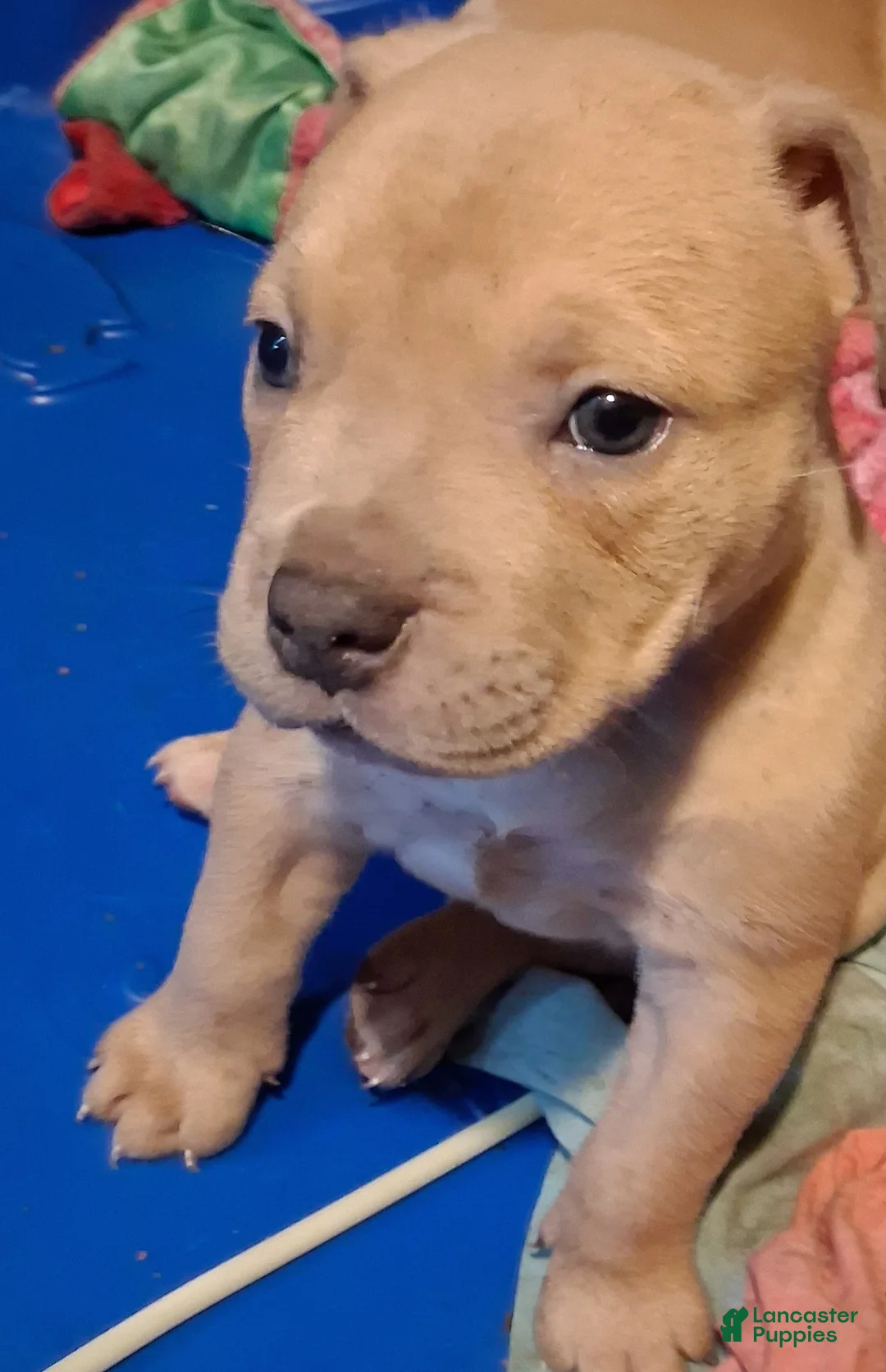 American Bully dogs for sale: American Bully Puppy 2 - Ad 1