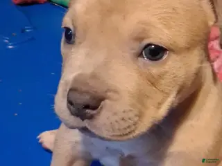 American Bully dogs for sale: American Bully Puppy 2 - Ad 1