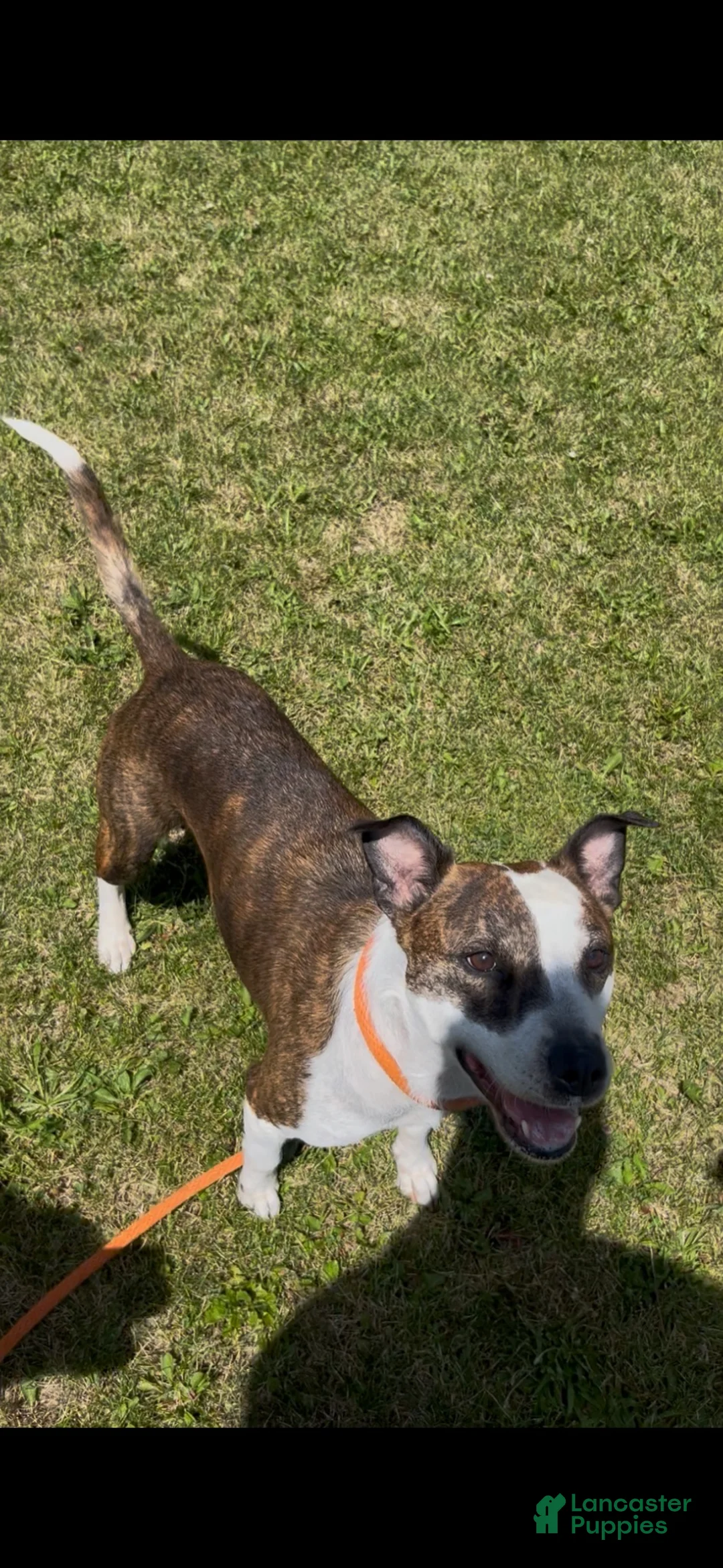 Mixed Breed dogs for sale: Bell - Ad 3