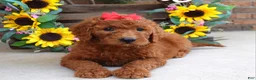 Goldendoodle dogs for sale: Ruby - Ad 5