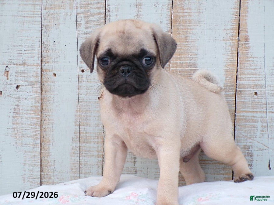 Pug dogs Mory - Ad 2