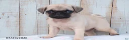 Pug dogs for sale: Mory - Ad 2
