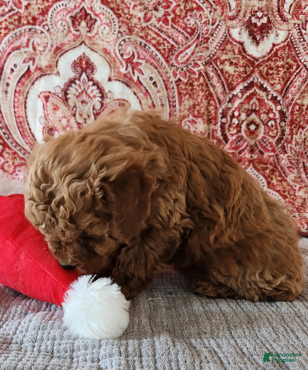 Mini Goldendoodle dogs for sale: Brook  - Ad 5
