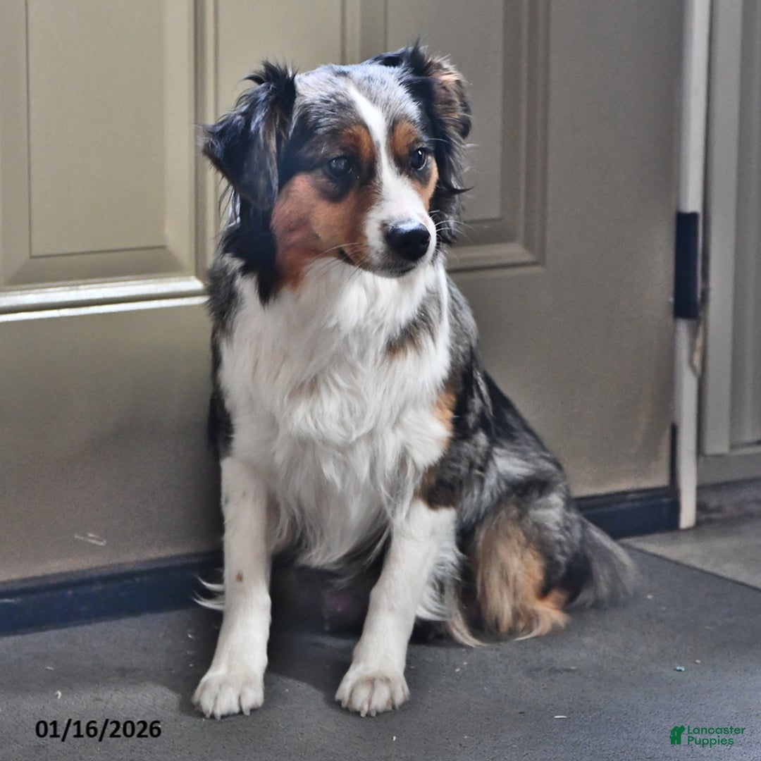 Australian Shepherd dogs for sale: Jace  - Ad 6