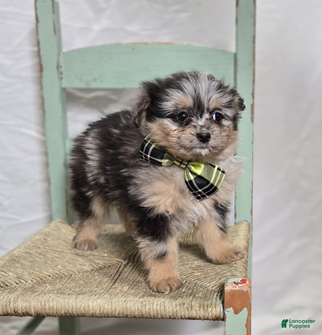 Pomapoo dogs for sale: Lewis - Ad 4
