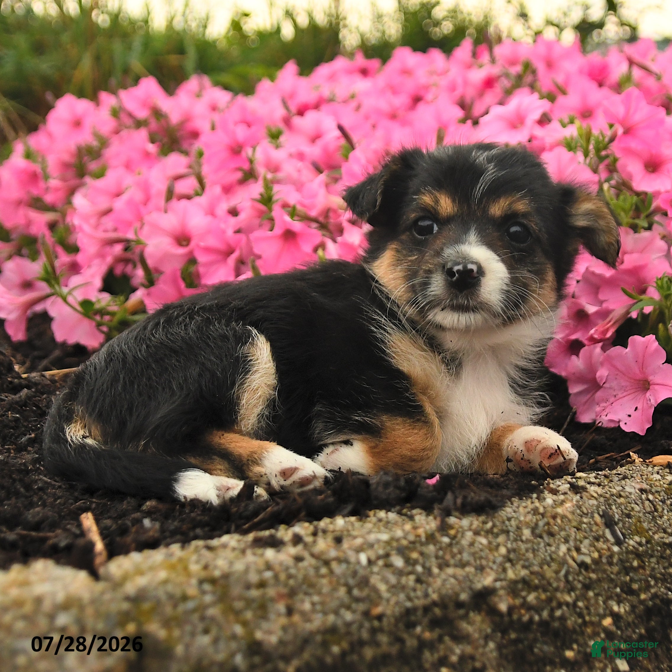 Mixed Breed dogs Glenda - Ad 2