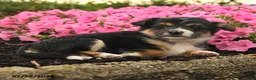 Mixed Breed dogs for sale: Glenda - Ad 2