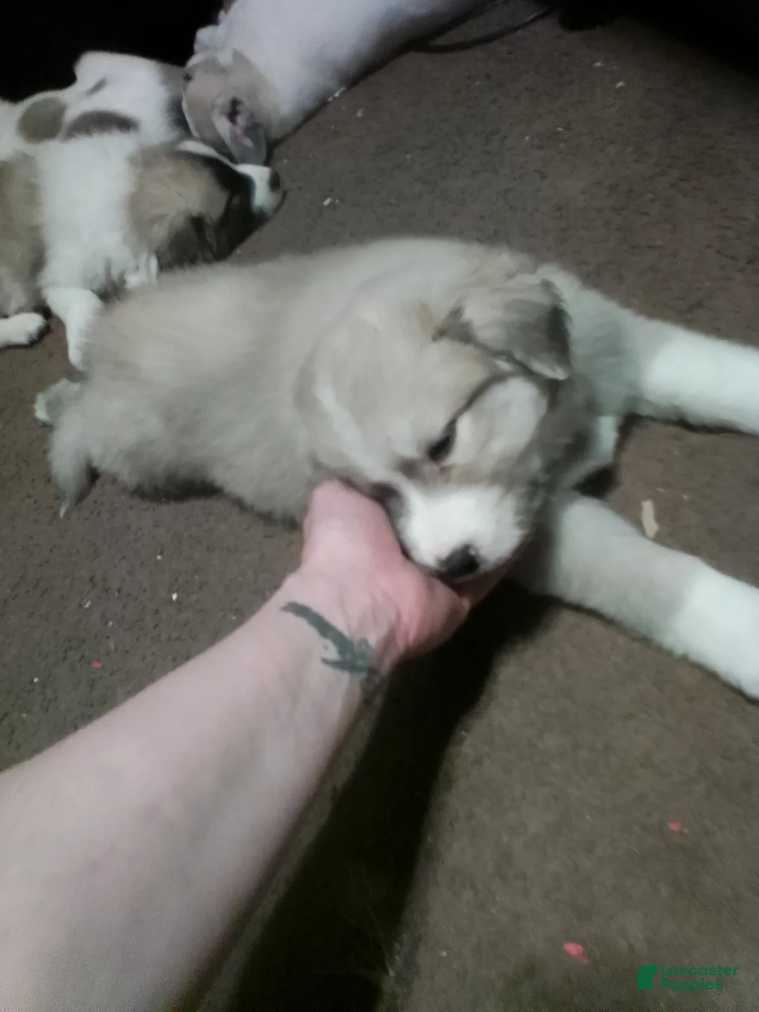 Mixed Breed dogs for sale: Rolly Polly Boy - Ad 19