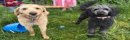 Goldendoodle dogs for sale: Collin  - Ad 9