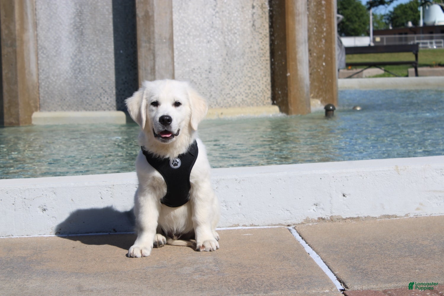 Golden Retriever dogs Buster - Ad 2