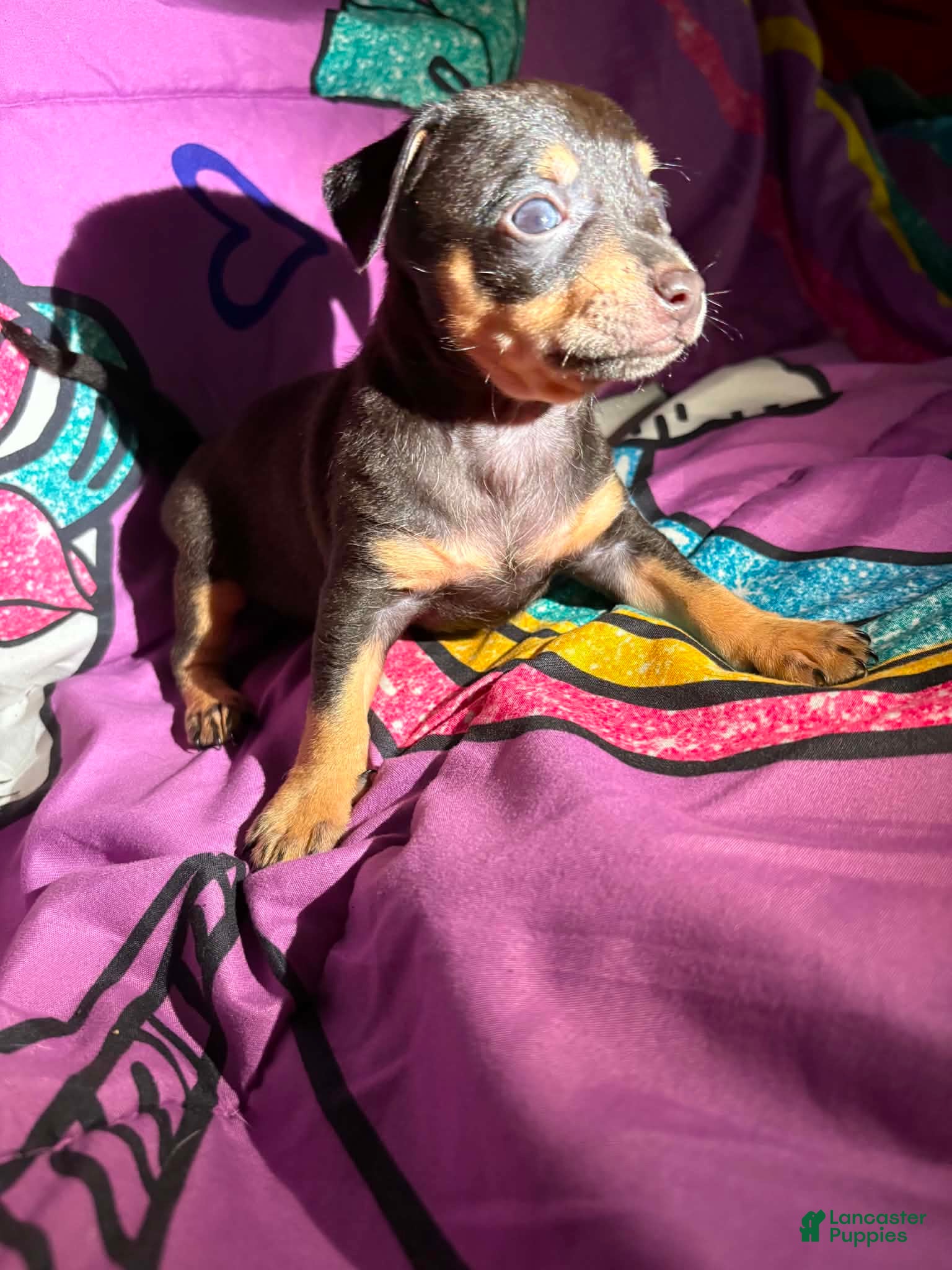 Chihuahua dogs Baker  - Ad 2