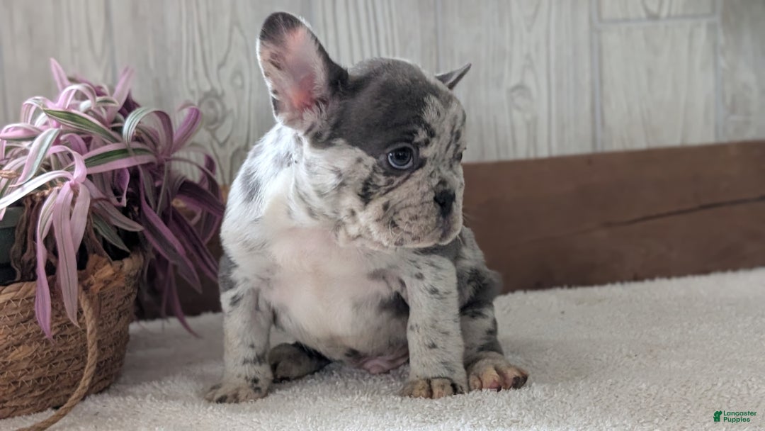 French Bulldog dogs for sale: Nemo  - Ad 3