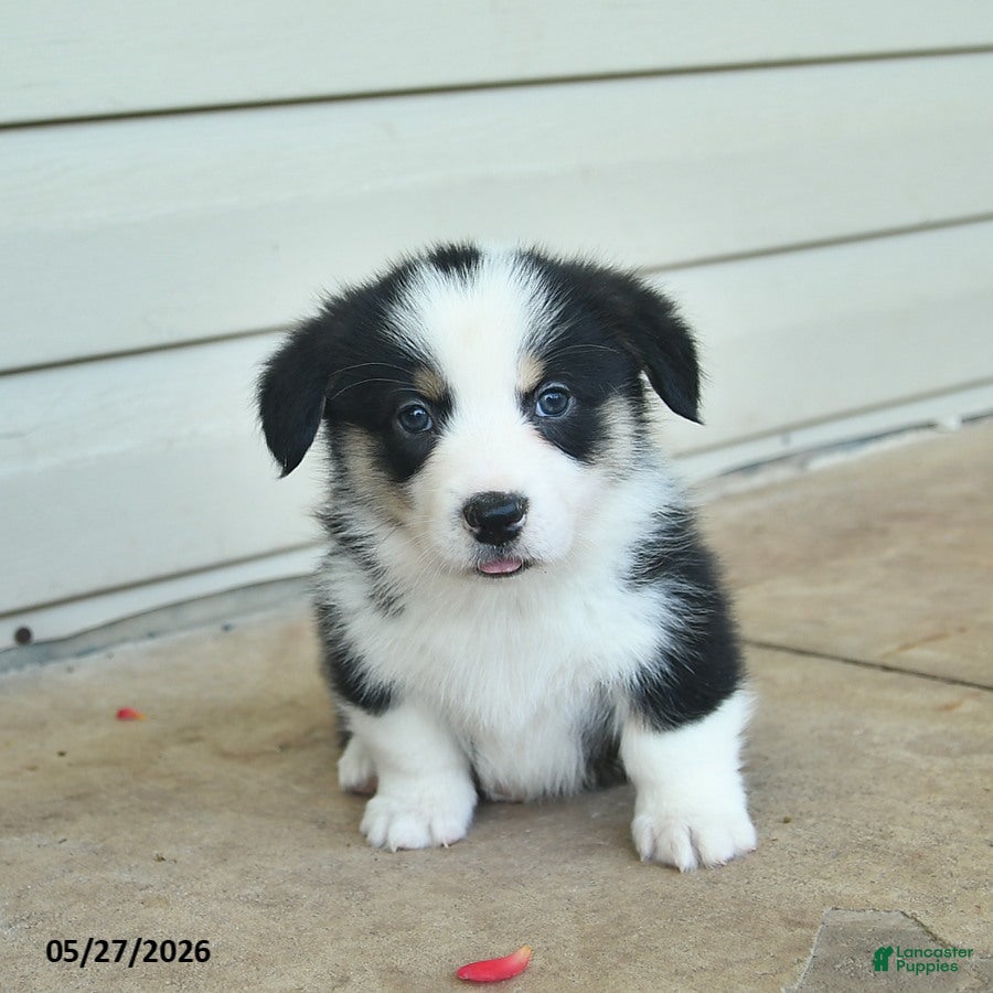 Welsh Corgi Pembroke dogs Aurther  - Ad 1