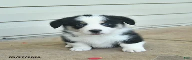 Aurther 
