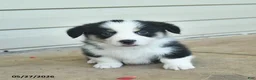 Welsh Corgi Pembroke dogs for sale: Aurther  - Ad 1