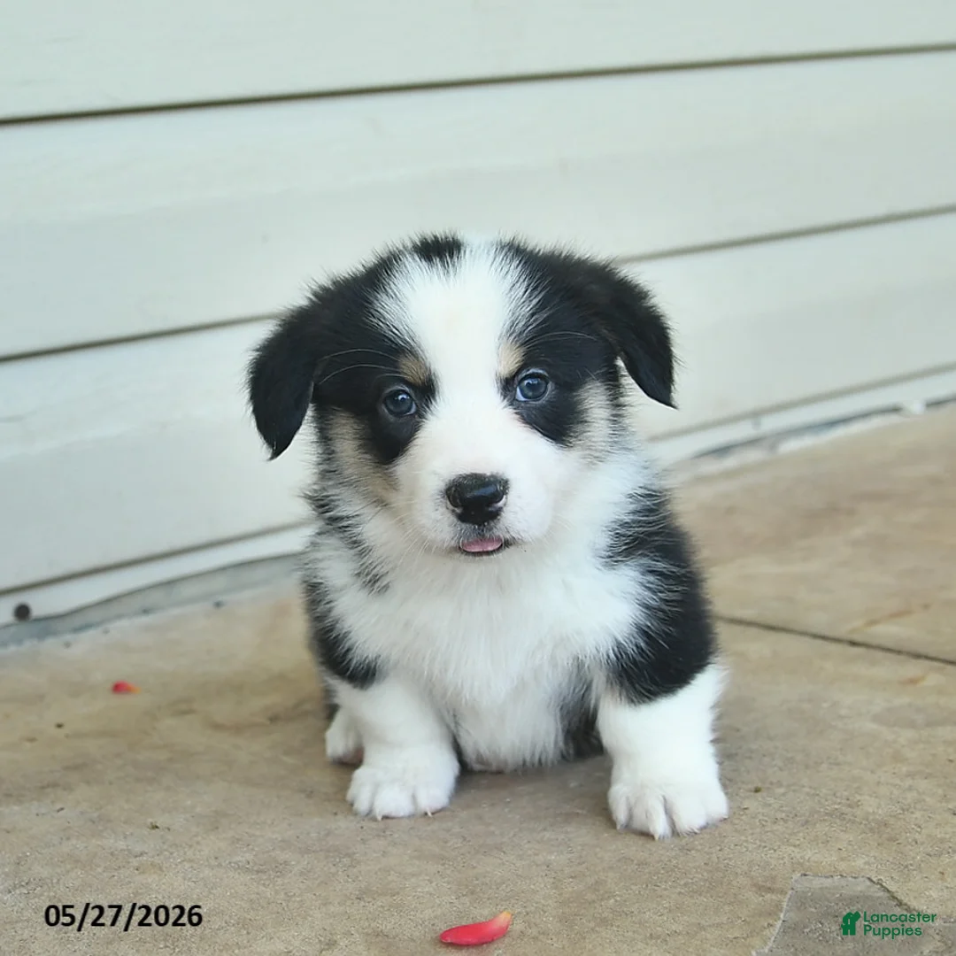 Welsh Corgi Pembroke dogs for sale: Aurther  - Ad 1