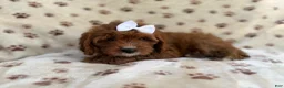 Cavapoo dogs for sale: Lettie - Ad 6