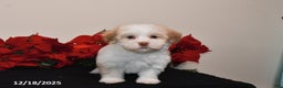 Havanese dogs for sale: Bella   - Ad 5