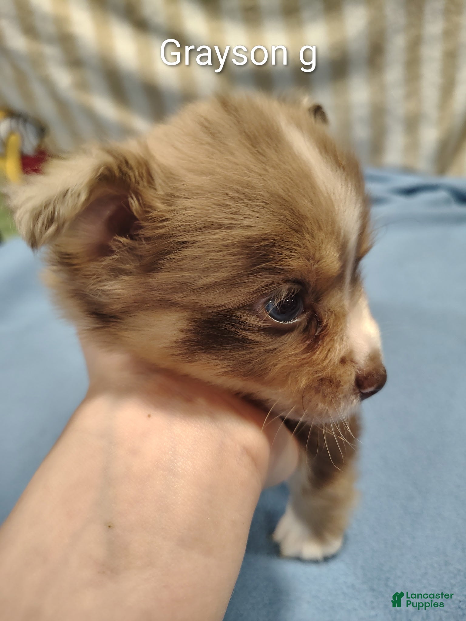 Pomeranian dogs GRAYSON - Ad 2