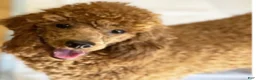 Miniature Poodle dogs for sale: Miniature Poodle 2 - Ad 5